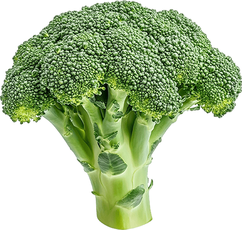 Su nombre científico es Brassica oleracea var. italica de la familia BRASSICACEAE. Esta hortaliza de origen asiático es un miembro de la familia del repollo y un pariente cercano de la coliflor. Es un vegetal con alto contenido de vitamina A, B y C. Por su aporte nutricional, en minerales y proteínas, es empleado en la dieta alimenticia. (Su precio corresponde a 1500 gr.)