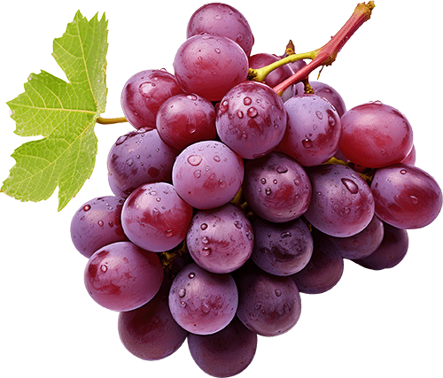 La uva roja pertenece a la familia de las Vitáceas. La vid roja es un arbusto trepador, es leñosa y suelen crecer hasta aproximadamente 30 metros de altura. Necesita de climas cálidos para su cultivo. Su fermentación da como resultado final el vino. Las variedades más conocidas son Tempranillo, Garnacha, mencía, Monastrell, Cabernet Sauvignon,Merlot, Syrah. &nbsp; Valor nutricional por cada 100gr: Energía: 69 kcal Proteína: 0,72g Carbohidratos: 18,1g Fibra: 0,9g Azúcar: 15,48g Grasa: 0,16g Grasa Saturada: 0,054g Grasa Poliinsaturada: 0,048g Grasa Monoinsaturada: 0,007g Colesterol: 0mg Sodio: 2mg Potasio: 191mg Conservación y trucos: La mejor forma para su conservar la uva roja es guardarlas en la nevera dentro de una bolsa.