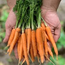 Nuestra Zanahoria Baby, como todos nuestros productos frescos son locales, libres de pesticidas y cultivados con el propósito de apoyar nuestra comunidad local.