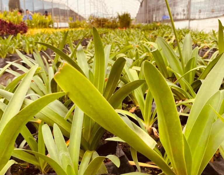 Galeria de Imágenes