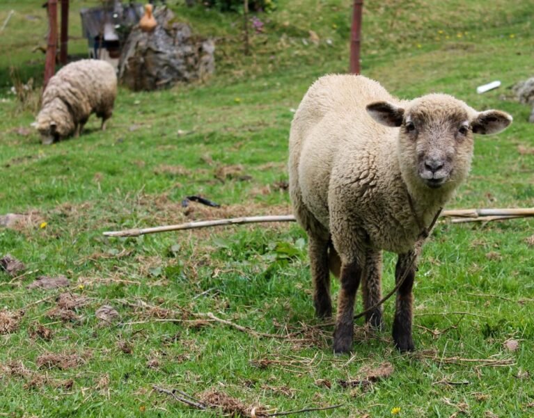 Galeria de Imágenes