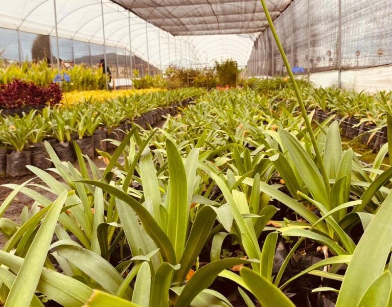 Galeria de Imágenes